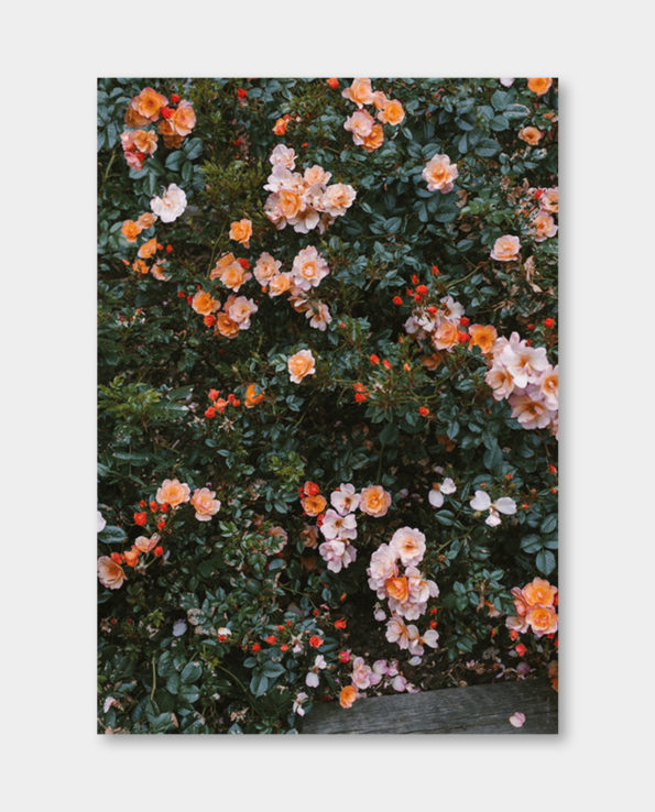/ 파인리틀데이 / ROSE 포스터 (액자포함)