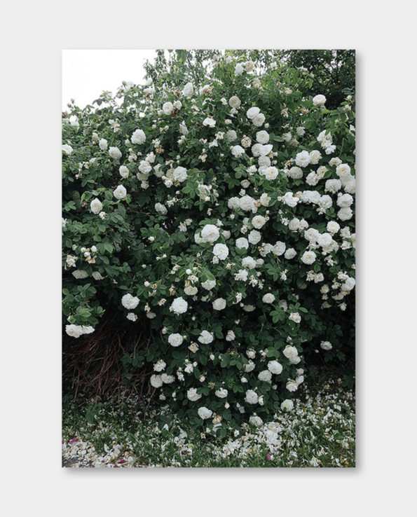 / 파인리틀데이 / ROSES 포스터 (액자포함)